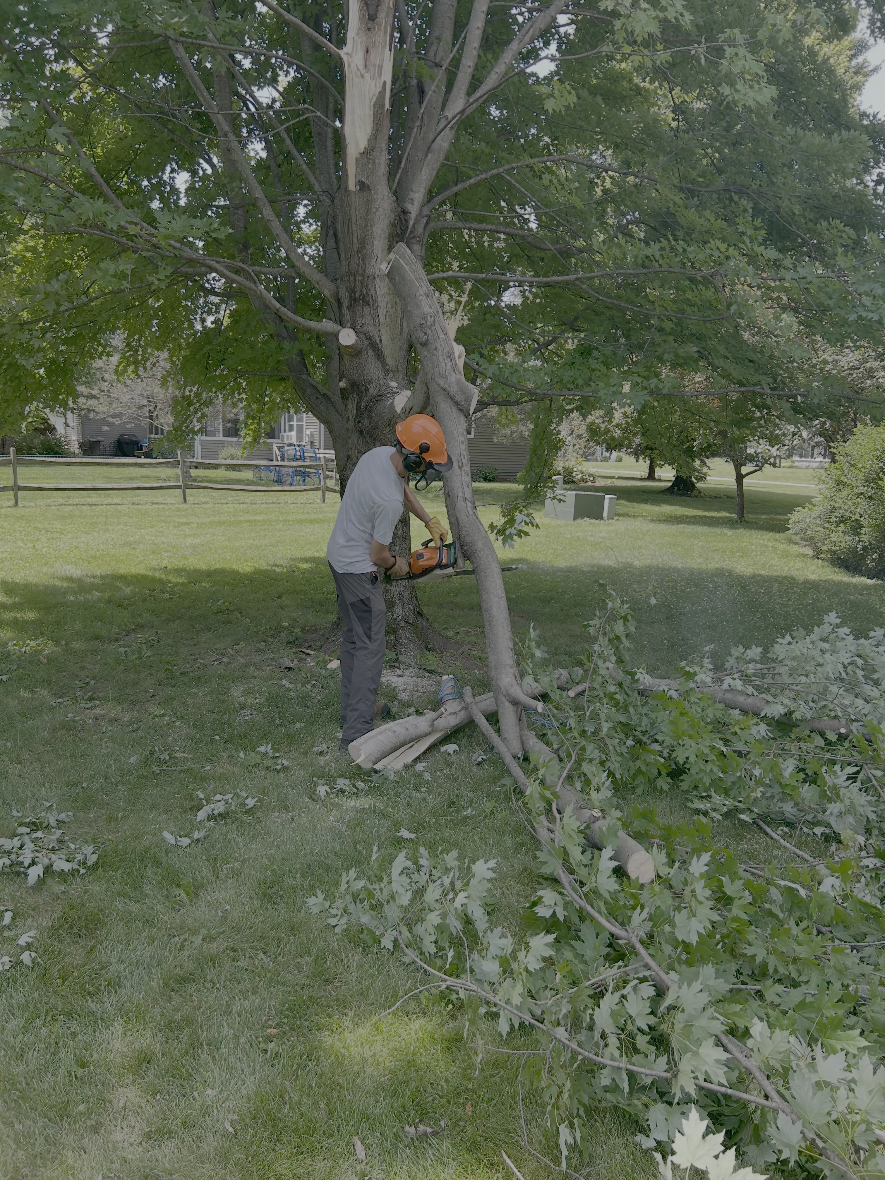Tree Trimming