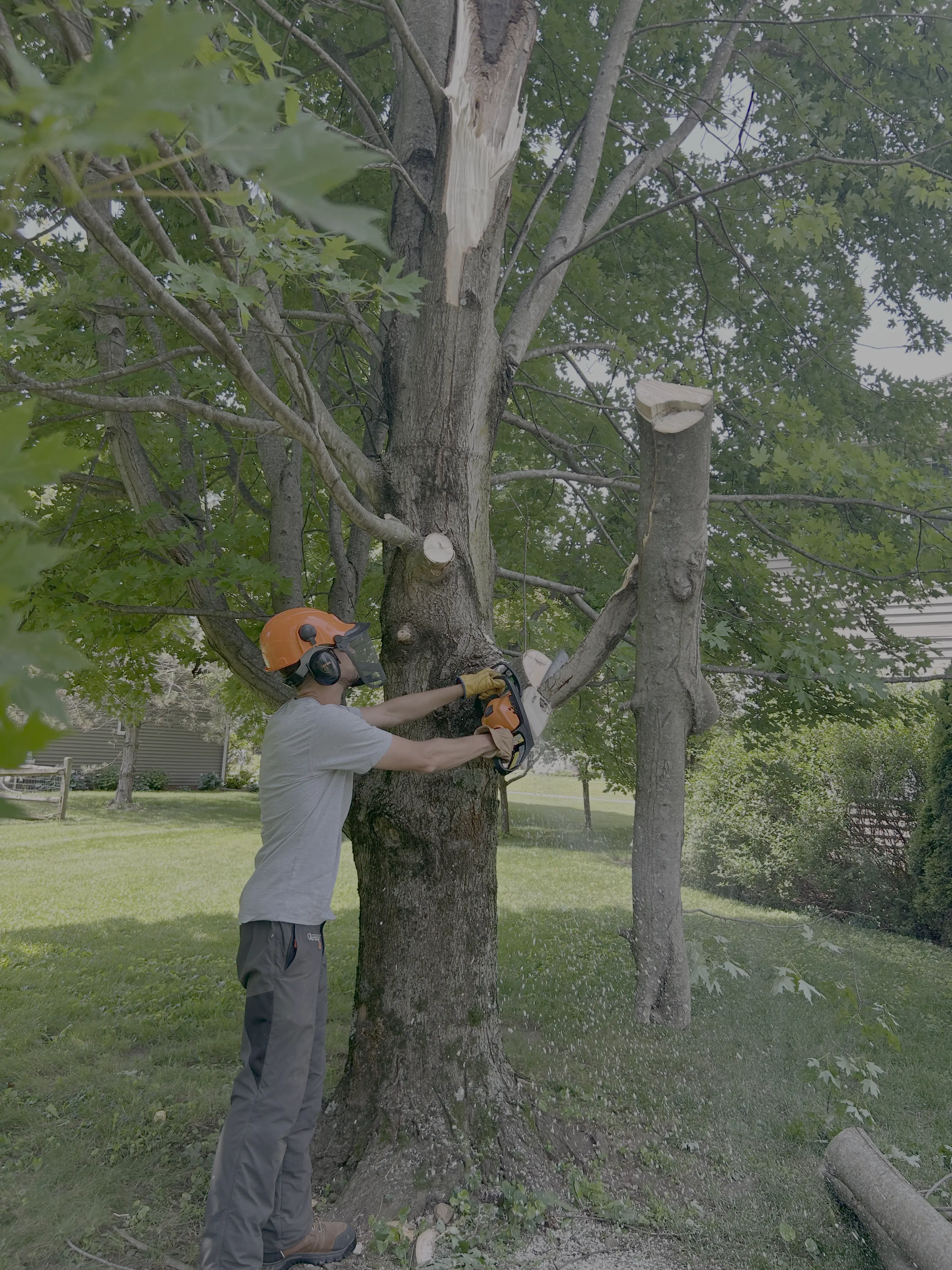 Tree Trimming