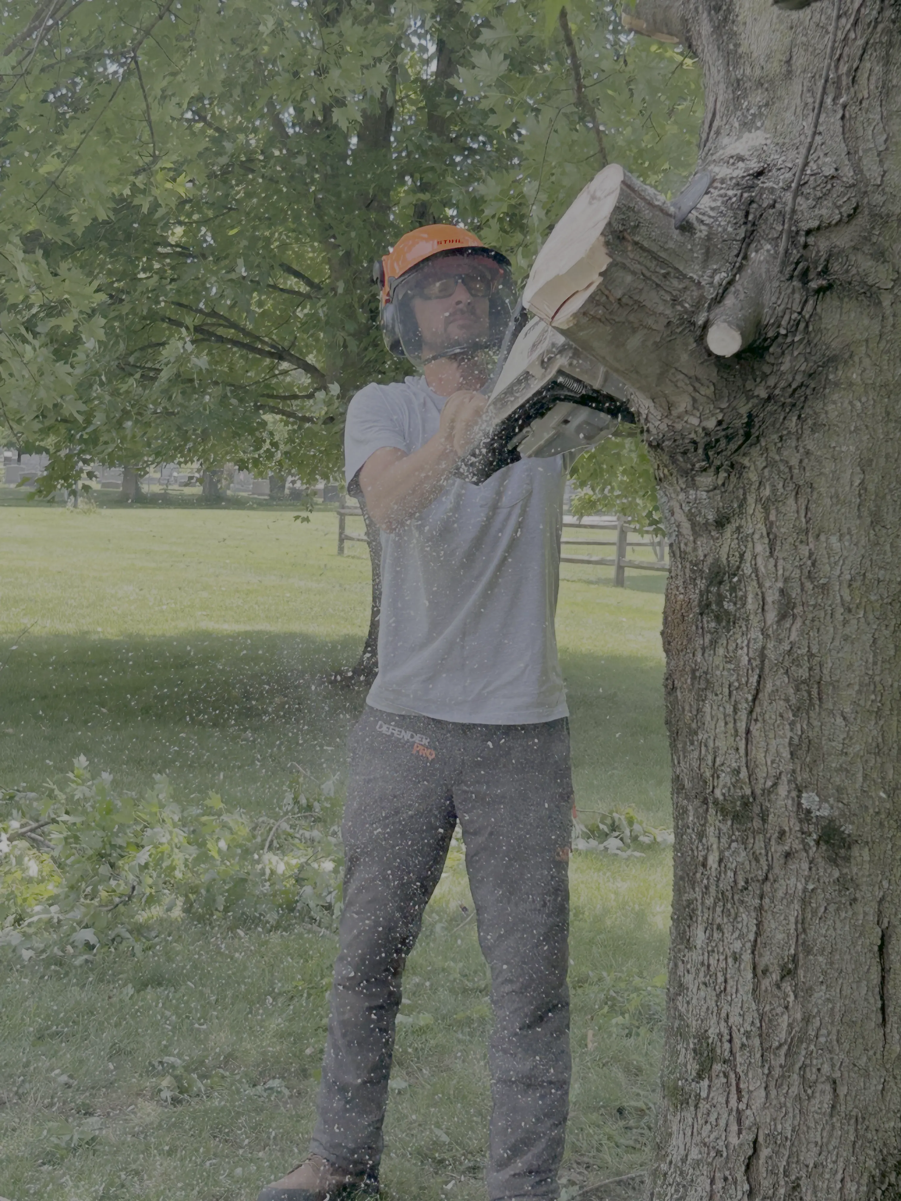Tree Trimming
