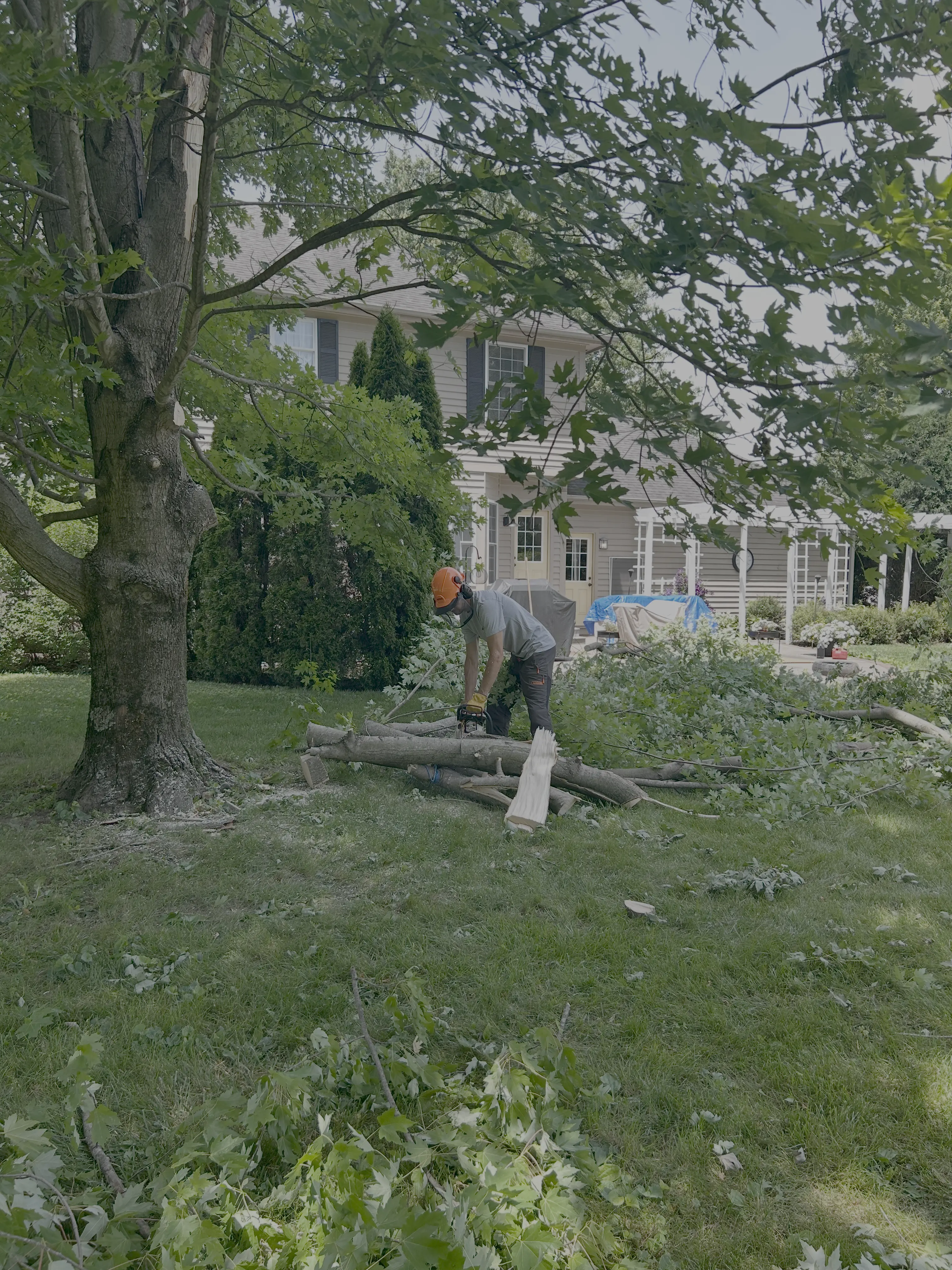Tree Trimming